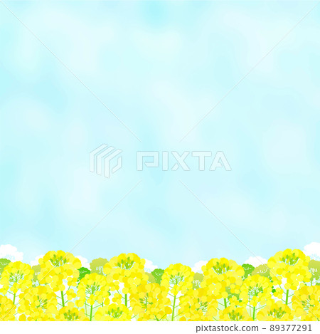 油菜田和藍天景觀 油菜田和藍天景觀 89377291