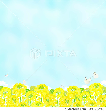 油菜田、白菜蝴蝶和藍天風景 油菜田、白菜蝴蝶和藍天風景 89377292