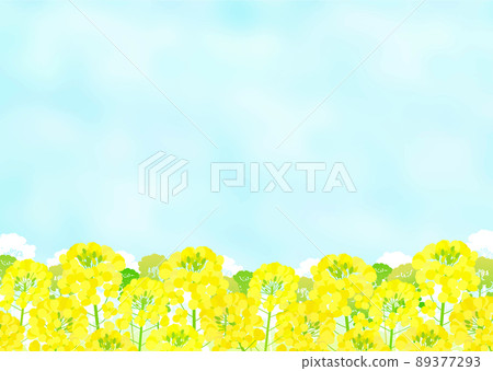 油菜田和藍天景觀 89377293