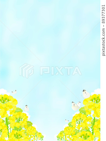 Landscape of rapeseed field, cabbage butterfly and blue sky Landscape of rapeseed field, cabbage butterfly and blue sky 89377301
