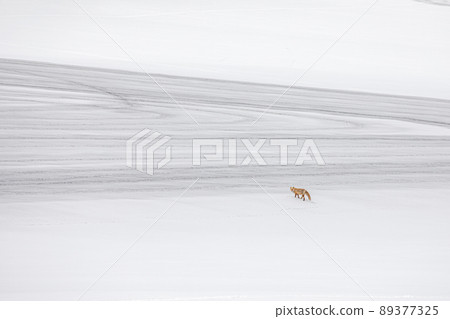 [Biei-cho, Hokkaido] Snow-melting agent-patterned hills and red foxes 89377325