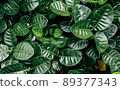 Leaves dark color vintage and beautiful color in nature background 89377343