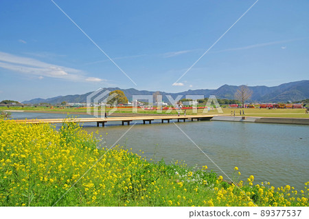 Scenery of rape blossoms and tulip fair on the riverbed of the Togagawa River in Nogata City, Fukuoka Prefecture Scenery of rape blossoms and tulip fair on the riverbed of the Togagawa River in Nogata City, Fukuoka Prefecture 89377537
