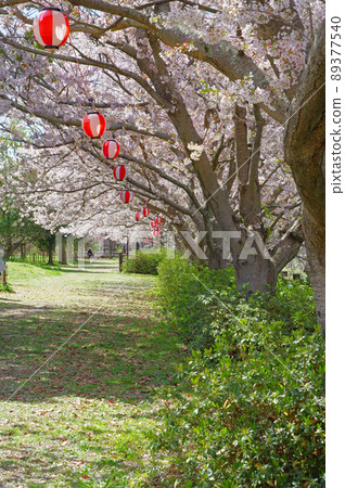 A row of cherry blossom trees and lanterns on the riverbed of the Engagawa River in Nogata City, Fukuoka Prefecture A row of cherry blossom trees and lanterns on the riverbed of the Engagawa River in Nogata City, Fukuoka Prefecture 89377540