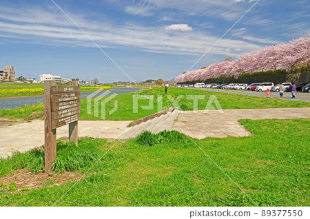 福岡縣野方市Engagawa河的河床上有一排櫻花樹和一艘獨木舟 福岡縣野方市Engagawa河的河床上有一排櫻花樹和一艘獨木舟 89377550
