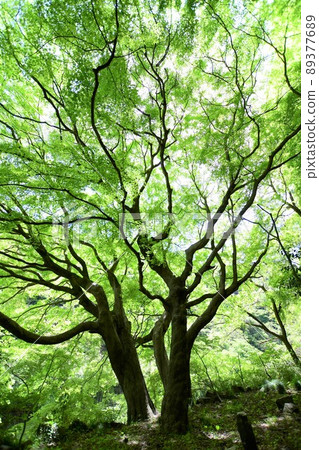 艾吉隧道群藍楓 艾吉隧道群藍楓 89377689