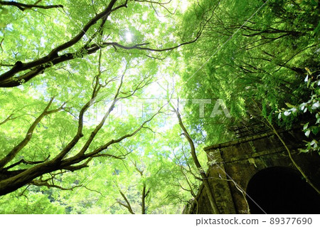 Blue maple of Aigi tunnel group Blue maple of Aigi tunnel group 89377690