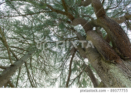 Kakunodate, a giant cedar tree 89377755