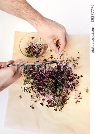Male hands cut microgreen radish sprouts with metal scissors into a glass plate. Green leaves and purple stems on kraft paper. The concept of vegan and healthy eating. Germination of seeds at home. Male hands cut microgreen radish sprouts with metal scissors into a glass plate. Green leaves and purple stems on kraft paper. The concept of vegan and healthy eating. Germination of seeds at home. 89377776