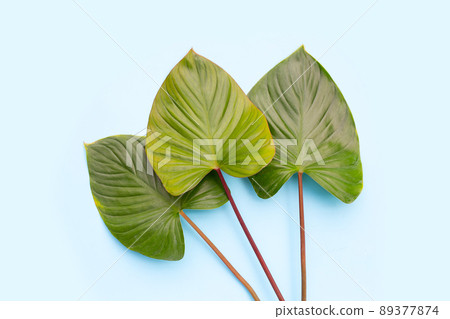 Green leaves of homalomena rubescens Green leaves of homalomena rubescens 89377874