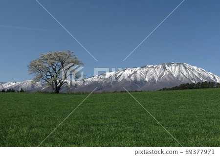 Ikko櫻桃樹 89377971