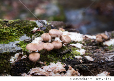 Honey mushrooms in the autumn forest 89378135