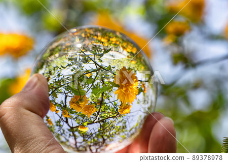 View of beautiful flowering yellow flower bush in garden through a crystal ball View of beautiful flowering yellow flower bush in garden through a crystal ball 89378978