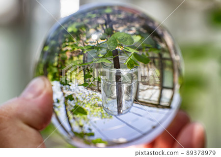 View of the old wooden frame greenhouse View of the old wooden frame greenhouse 89378979
