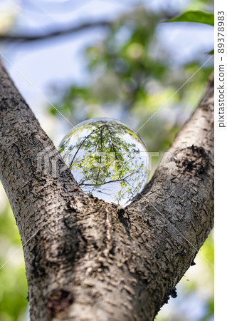 Reflection of a large cherry blossom in a crystal ball set between branches Reflection of a large cherry blossom in a crystal ball set between branches 89378983