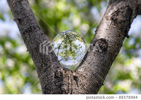 Reflection of a large cherry blossom in a crystal ball set between branches Reflection of a large cherry blossom in a crystal ball set between branches 89378984