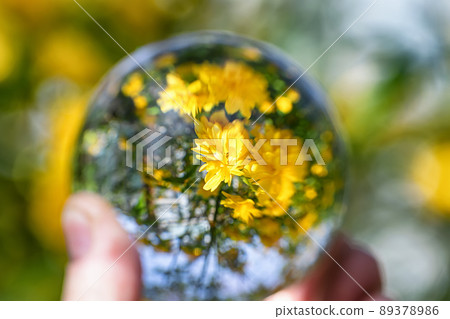 View of beautiful flowering yellow flower bush in garden through a crystal ball View of beautiful flowering yellow flower bush in garden through a crystal ball 89378986