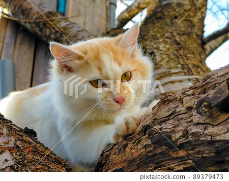 在樹的貓 89379473