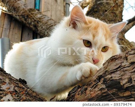 在樹的貓 89379474