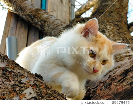 在樹的貓 89379475