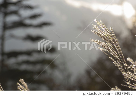 Many Japanese pampas grass growing in the autumn mountains 89379493