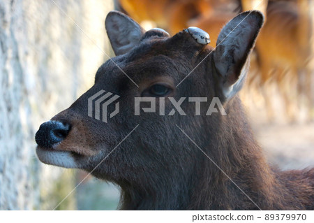A wild antlersless deer close-up. Wildlife in the forest. 89379970