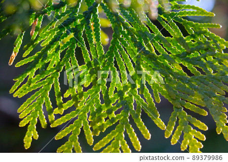Beautiful green young juniper branch in spring. Beautiful green young juniper branch in spring. 89379986