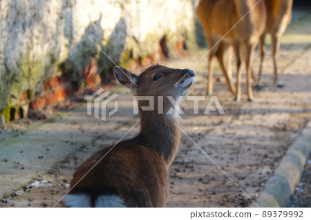 Funny young casula in the park. Background of wild animals. 89379992