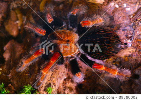 Close-up of a large spider. Dangerous insects. Close-up of a large spider. Dangerous insects. 89380002