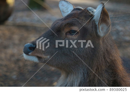 Close-up of a portrait of a wild deer in the forest. 89380025