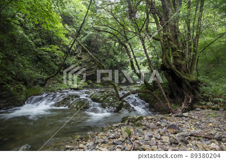 大自然的恩惠 89380204