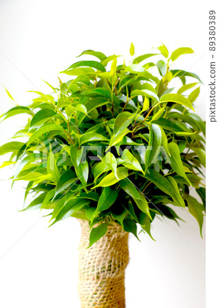 Green leaves of a houseplant in the room. 89380389