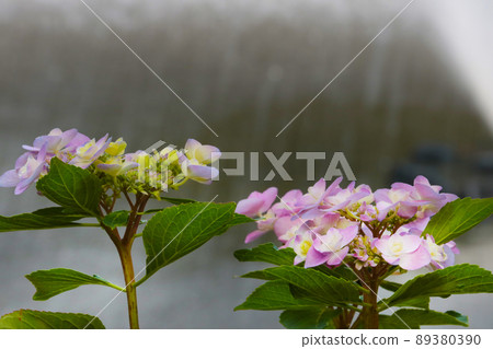 A flowering branch of hydrangeas in the park in the summer. A flowering branch of hydrangeas in the park in the summer. 89380390