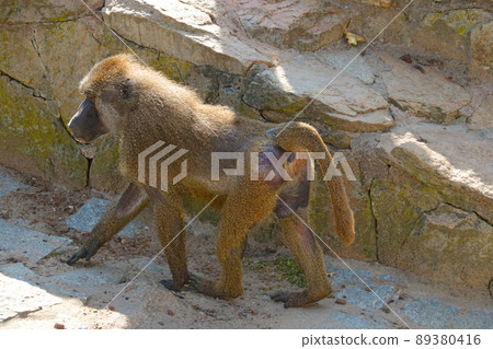 Baboons are a genus of primates from the monkey family. An adult. Baboons are a genus of primates from the monkey family. An adult. 89380416