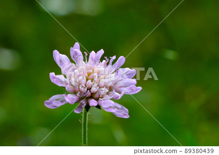 Field meadow clover on a background of greenery. The background of nature. Field meadow clover on a background of greenery. The background of nature. 89380439
