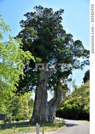 Tsukasa's cedar Tsukasa's cedar 89380459