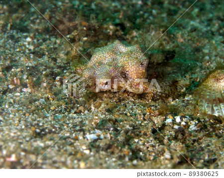 從左前方斜看的小龍魚 從左前方斜看的小龍魚 89380625
