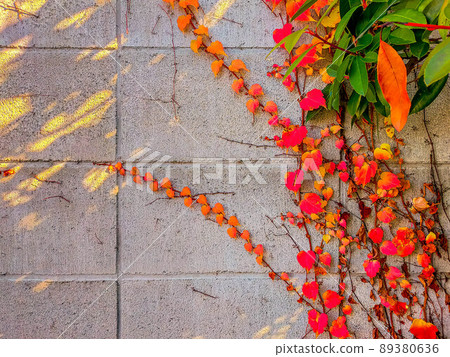 Ivy crawling on a concrete block Ivy crawling on a concrete block 89380636