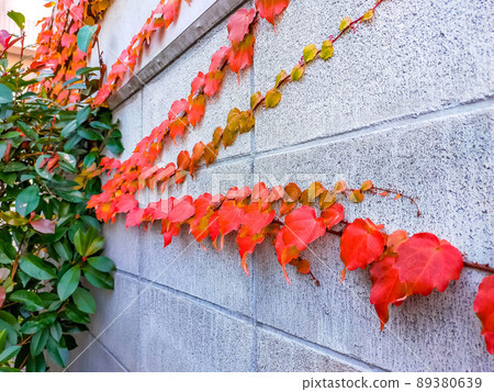 Ivy crawling on a concrete block Ivy crawling on a concrete block 89380639
