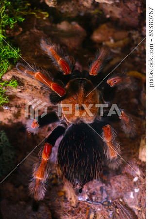 View from above on a large spider. Poisonous insects. 89380767