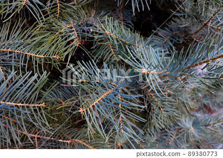 View of the beautiful branches of pine trees in the forest. View of the beautiful branches of pine trees in the forest. 89380773