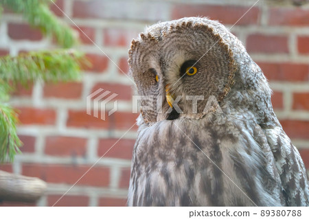Close-up of a large gray owl. Wild birds. Close-up of a large gray owl. Wild birds. 89380788