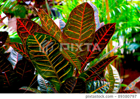 Codiaum motley is a perennial evergreen shrub, a species of the genus Codiaum of the Euphorbia family. Codiaum motley is a perennial evergreen shrub, a species of the genus Codiaum of the Euphorbia family. 89380797