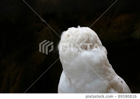 View of a beautiful white polar owl on a black background. 89380816