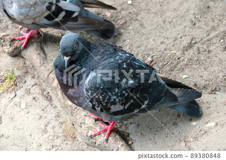 A close-up of the city bird is a pigeon. A popular bird. 89380848