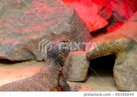 On the warm sand in the park lies and basks a lizard. On the warm sand in the park lies and basks a lizard. 89380849