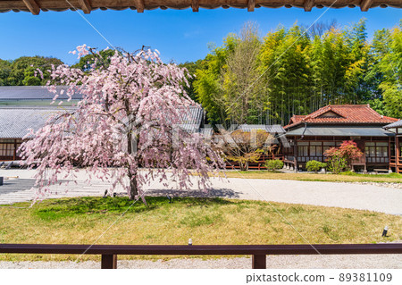 八公山興勝寺的布紋園,盛開的櫻花<愛知縣名古屋市> 八公山興勝寺的布紋園,盛開的櫻花<愛知縣名古屋市> 89381109