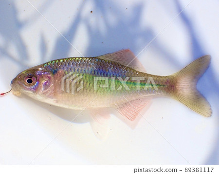 田子釣魚釣到的金平 田子釣魚釣到的金平 89381117