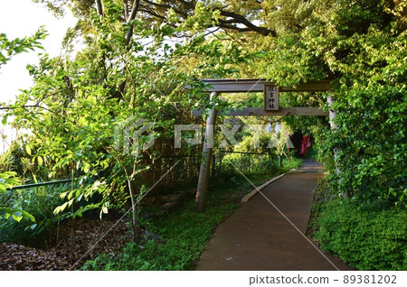 熊本春日傍晚的住吉神社 熊本春日傍晚的住吉神社 89381202