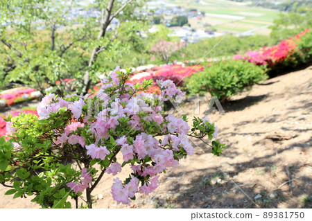 山上盛開的杜鵑花 89381750